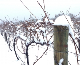 Holly&#039;s Garden, Snowy Vines