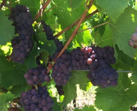 Grapes on vine